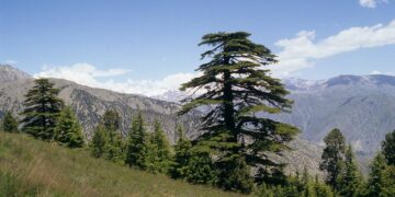 معرکۂ چترال…… حقیقی ضربِ مومن!